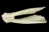 Fossil Oreodont (Merycoidodon) Mandible - Wyoming #143853-2